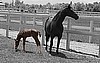 Blank Card-Mare and Foal